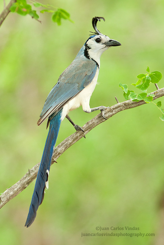 fairy-wren:  (via 500px / White-throated Magpie-Jay by Juan Carlos Vindas) 