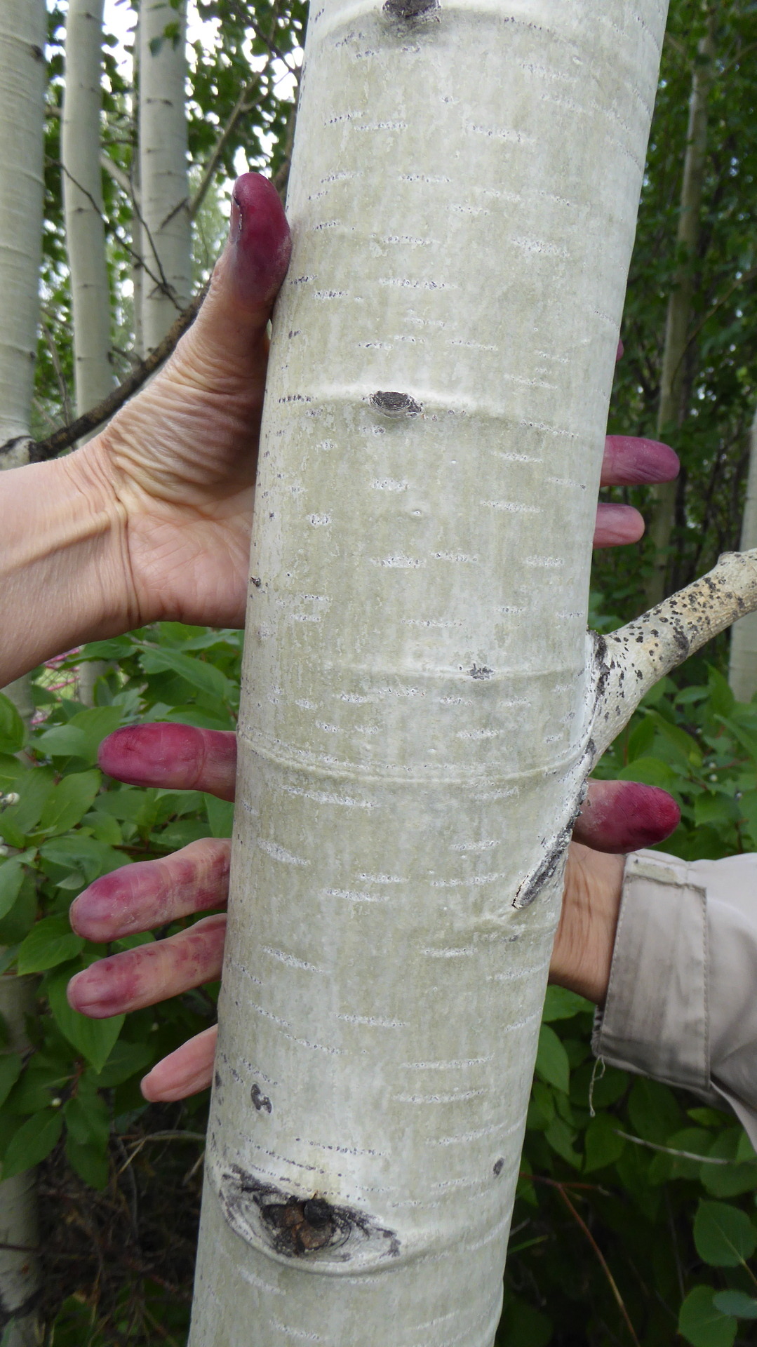 Saskatoon berry stained finger around Alder tree trunk. Photo by Barbara Bickel