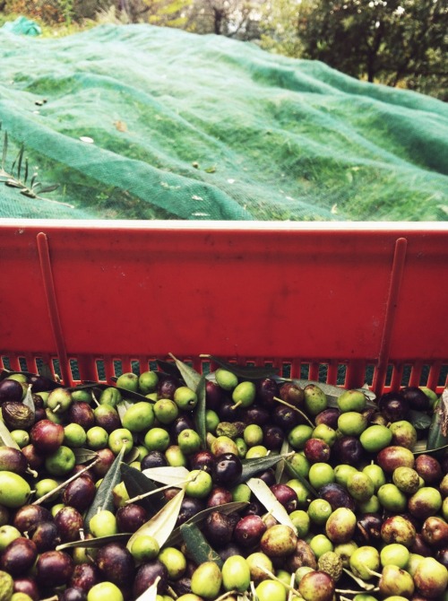 sustainfood:Verde Oliva(s’è colto le olive in quel del paesello, 7 quintali, non vedo l’ora di ingoz