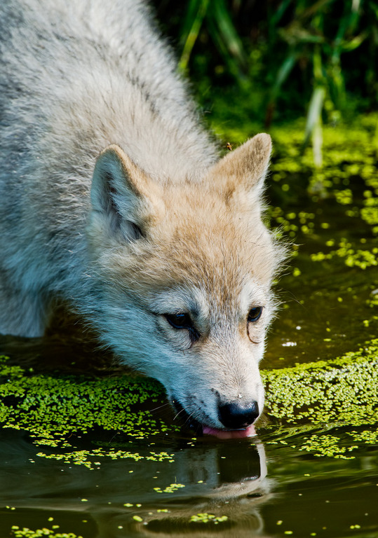 pikxchu:  Mighty Thirst | by Michael Cummings 