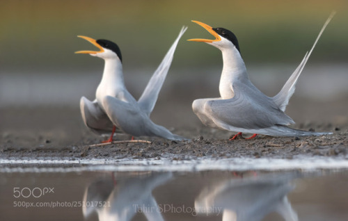 courtship behaviour by Natureimages