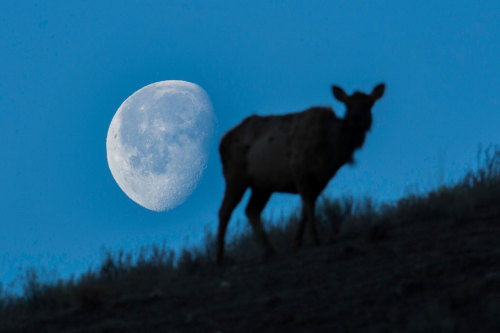 Our friend - the Moon - is putting on a show tonight! Look to the sky at 12:44 a.m. EDT to see the f