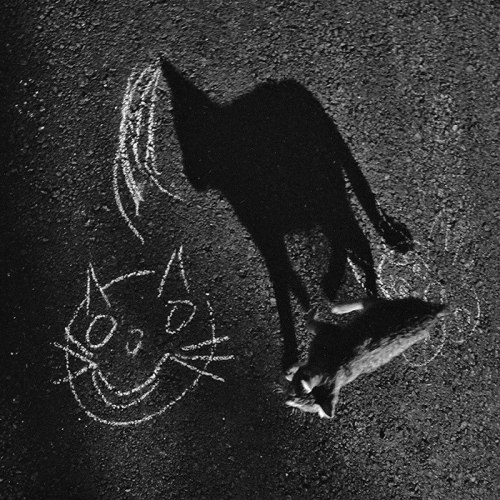 Evgeniya Gor (Kazakh, Based Astana, Kazakhstan) - She Photographs The Homeless Cats Of Kazakhstan.