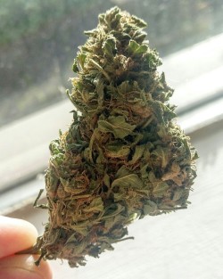 Mice-Teeth:  Vanna’s Weed Grown By Sara’s Dad Cx