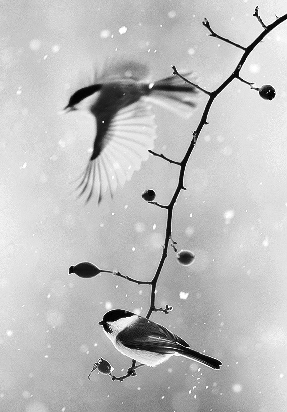 Black & White