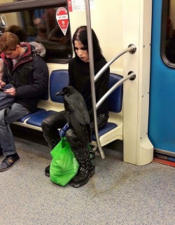 libertarirynn:  former-fatty: korppi8:   sixpenceee:    “Just a girl and her raven on the subway…”  Posted by  bachus2015     This would be me, just need to find a corvid friend.   This is Moscow, but the way. And it’s not that unusual of a sight.