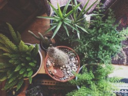 lost-adventures:  my outside plants had to come inside because it’s getting colder 🌿❄️