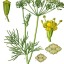 dill