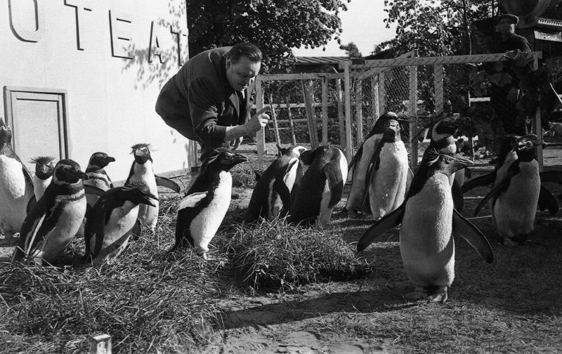 Animal trainer Vladimir Durov and penguins. Photo by Semyon Mishin-Morgenshtern (1960s).
