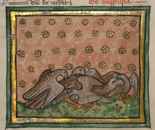 thegetty:The original angry birds.Five Birds (Hoopoe) Plucking the Feathers of Another bird, about 1