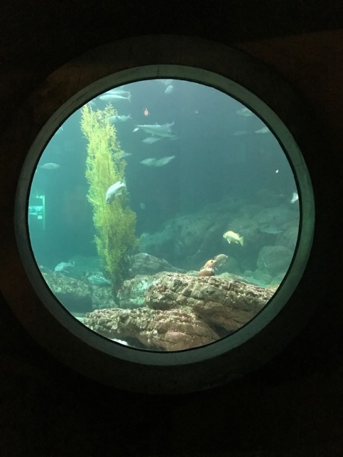 Monterey Bay Aquarium, Monterey California 2017