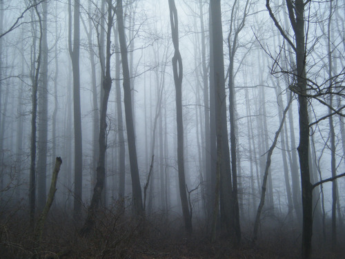 Merrill Creek in the fog (3) by Neil DeMaster