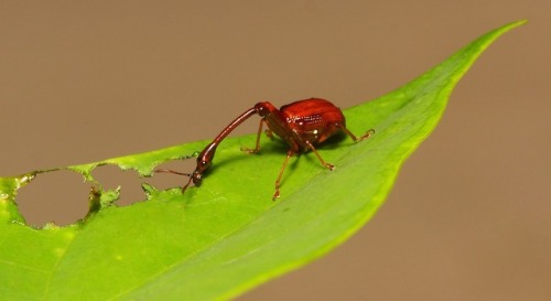 sinobug:Leaf-rolling or Giraffe Weevil (Paracycnotrachelus or Cycnotrachelus sp., Attelabidae), male