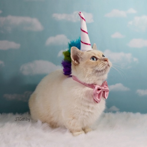 jtcatsby: This cute little Caticorn is stopping by to say Happy Unicorn Day!!!It’s National 