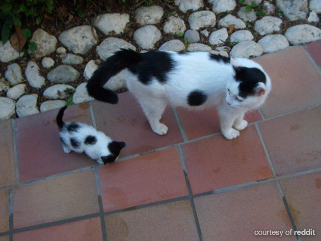 andiamburdenedwithgloriousfeels:
“ somnomania:
“ meowoofau:
“ mini me
It’s me but mini.
Image credits: 1, 2, 3, 4, 5, 6, 7, 8, 9, 10.
”
aaaaaaaaa
”
okay but the black and white cat and kitten are glaring the same way.
”