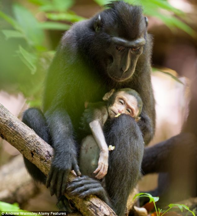 sixpenceee:  The grief-stricken macaque mother spent days carrying around her dead