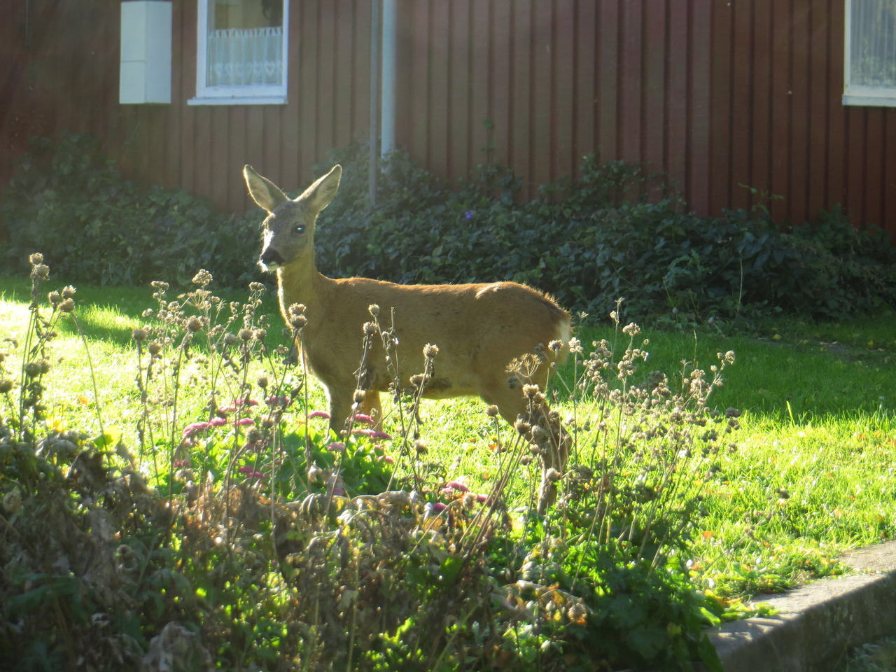 Meine Galerie My gallery — Reh im Roe deer in the front