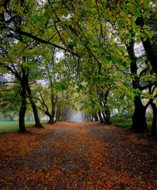 early morning in the park. by MarcelXYZ on Flickr.