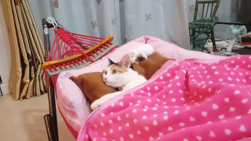 humoristics:  Just a cat in a hammock, all tucked in