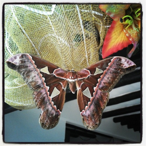 #mariposa #Butterfly (en Estancia Alejandra (Florencia - Caquet))