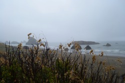 dirtyflowerchild: the coast of Washington, seeing and feeling the Pacific Ocean for the first time…. what a dream come true! 