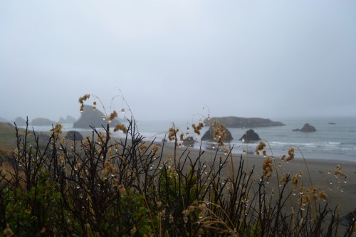 spiritofthesunserpent: the coast of Washington, seeing and feeling the Pacific Ocean for the first t