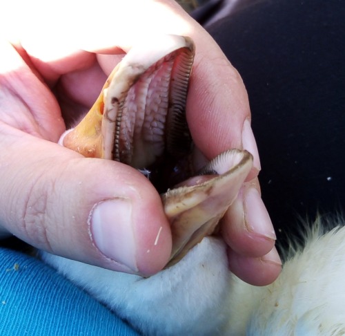 Why does the goose inspire fear.The beak is full of &ldquo; teeth&rdquo;