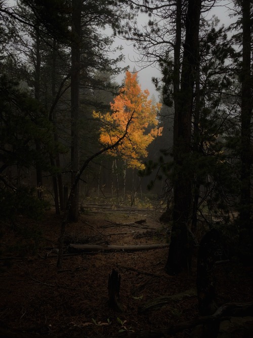 Misty Autumn Walks In The Gold-dusted Pines.