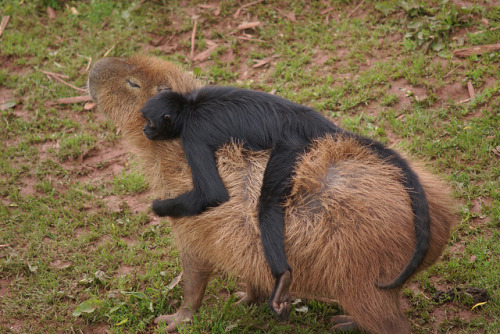 animalssittingoncapybaras:Spider Monkey sitting on a Capybara.