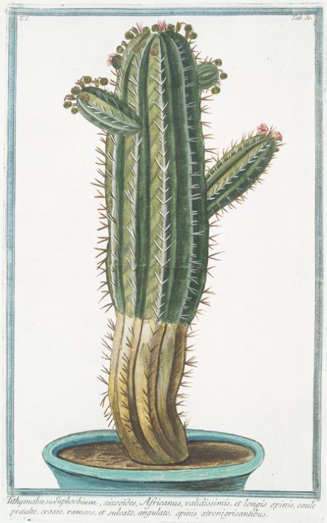 Giorgio Bonelli ] Nicola Martellio,  from Hortus Romanus, 1772-1793. Via NYPL