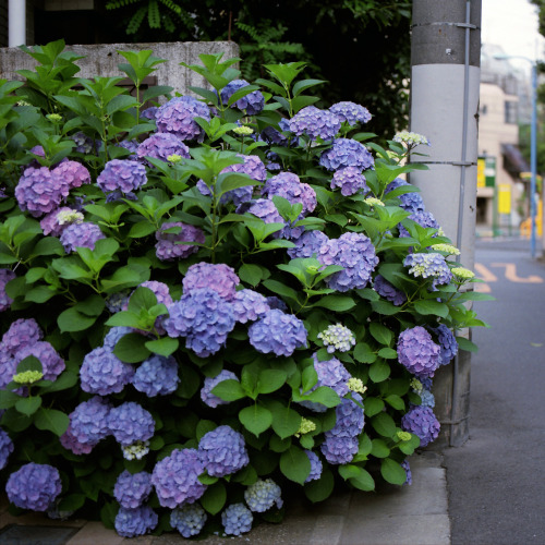 uroko:tokyo dreams | ©©©