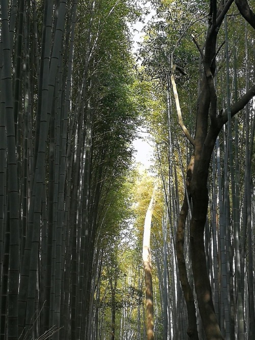 pasquiorra: After monkey mountain we visited the bamboo forest and some of the shrines located near 