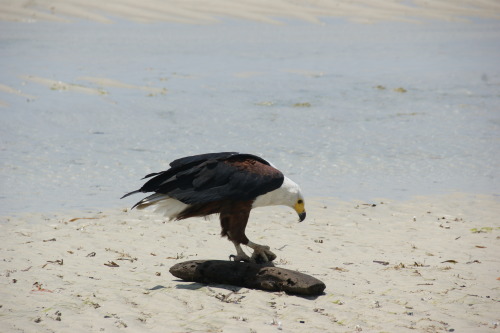 African fish eagle spotted on Mafia Island, Tanzania