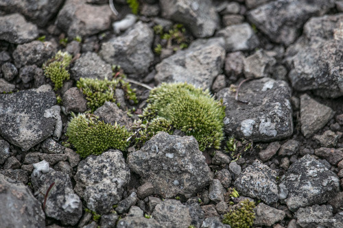 A miniature rock garden springs to life in volcanic rock, Absaroka Mountains, Wyoming: &copy; riverw