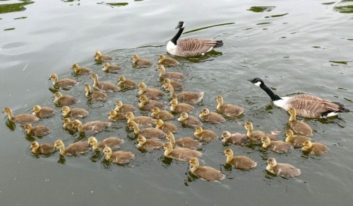 Adoption of unrelated kin is common in geese, as well as other waterfowl. These parents hit the jack