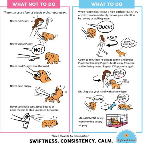 6woofs:towetnosesandwhiskers:drjustinelee:Awesome info on what to do if your #puppy is chewing #trai
