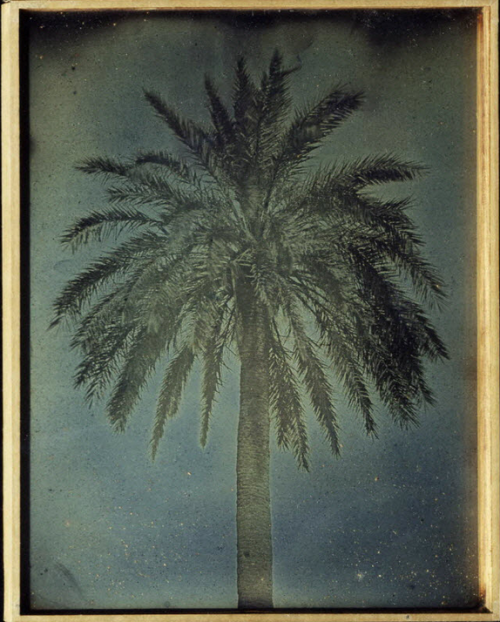 desimonewayland:Palm Athènes, 1842 : palmier