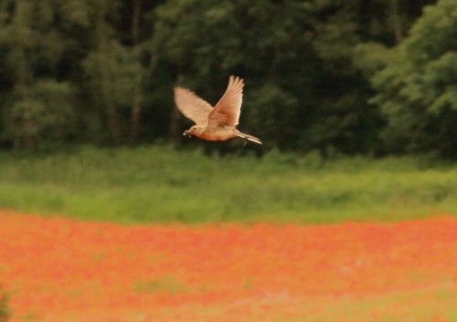 Skylark 