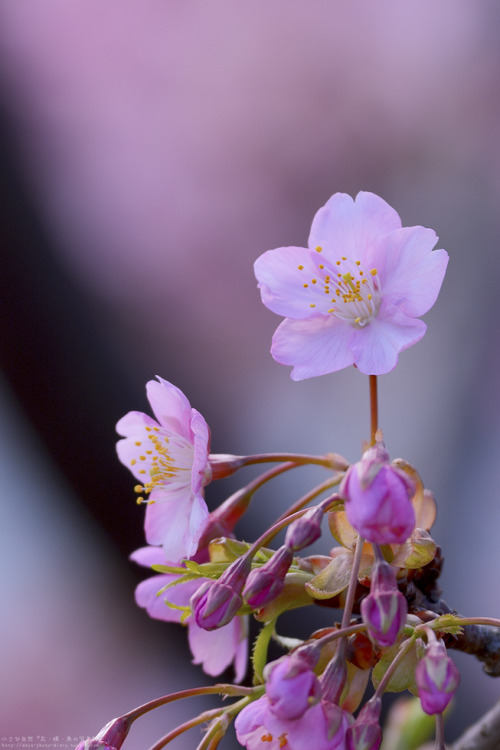 days-photo-diary:まるでグッと背伸びしたみたいにひと際高く咲く一輪の河津桜。できるなら、春の陽を独り占めしたいくらいなのでしょうね。 #河津桜 #桜 #花 #自然 #写真 #東京 人気