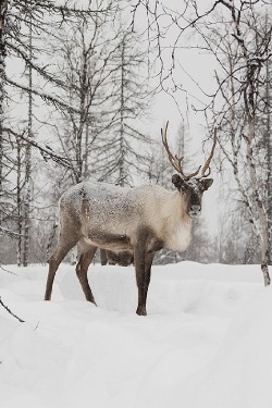 ponderation:  Reindeer by Andrey Snegirev