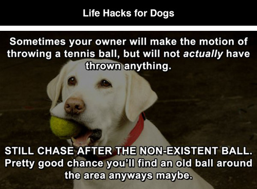 Life Hacks for Dogs by Andrew BridgmanPreviously: Fitness Quotes Over Pictures of People Drinki