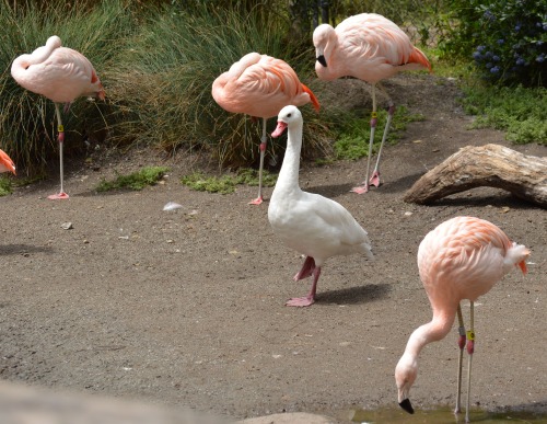 dictatorofbutts:I was at the zoo the other day and there was this fucking goose trying to act likE A