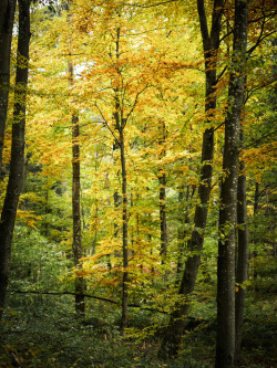 brutalgeneration:  Yellow Forest (by daniel.frauchiger)