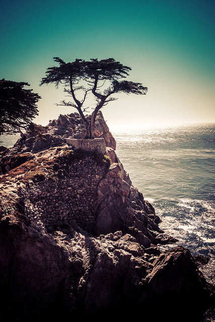 brutalgeneration:  The Lone Cypress Tree by Stuck in Customs on Flickr. 