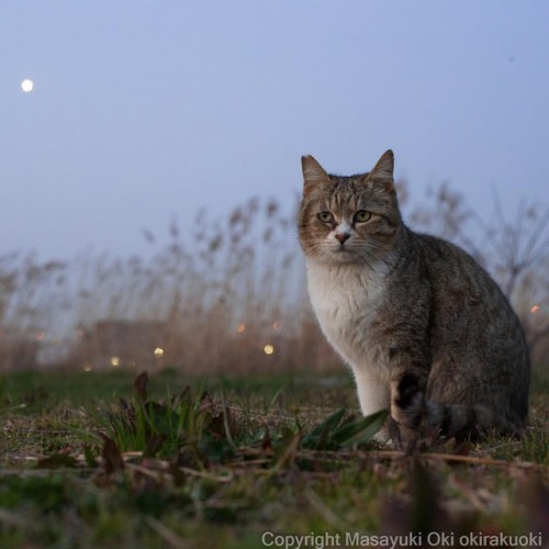 okirakuoki:困り顔。#cat #ねこ