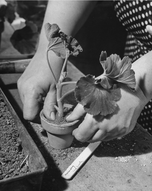 Eric SchaalPotting up cuttings of geraniums 1943LIFE Photo Collection