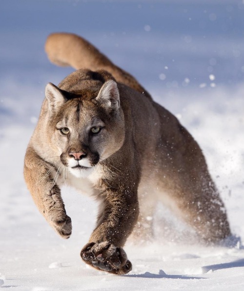 Puma by © serhat_demiroglu_photography