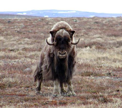 stochasticplanet:  66.799236°N, 110.910126°W Kitikmeot Region, Nunavut, Canada  photo by rvassov  —Though the modern range of the musk ox (Ovibos moschatus) is limited to the tundra of the Canadian Arctic and northern Greenland, during the Pleistocene