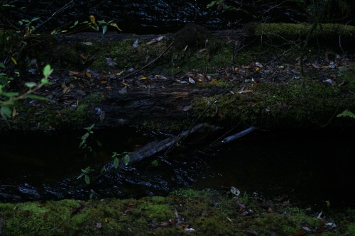 mt. field, tasmania, 2015