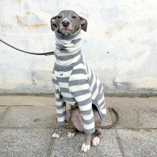 littlealienproducts:Handmade Italian Greyhound Clothing bySOIMAi can’t believe they left this 